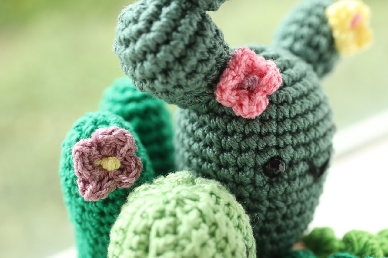 Succulent Pot with flowers
