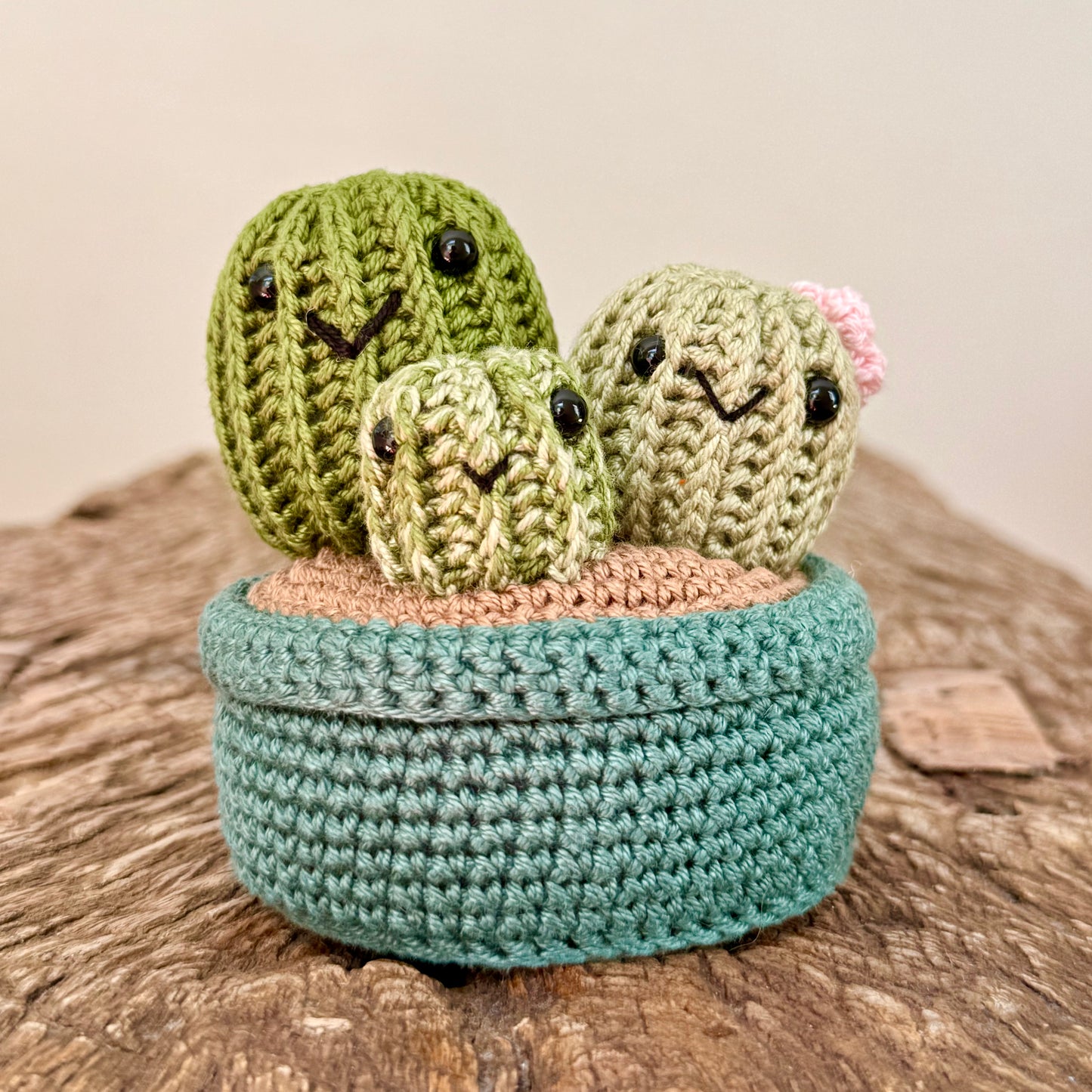 Cactus Family
