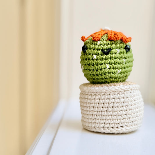 Daisy Cactus