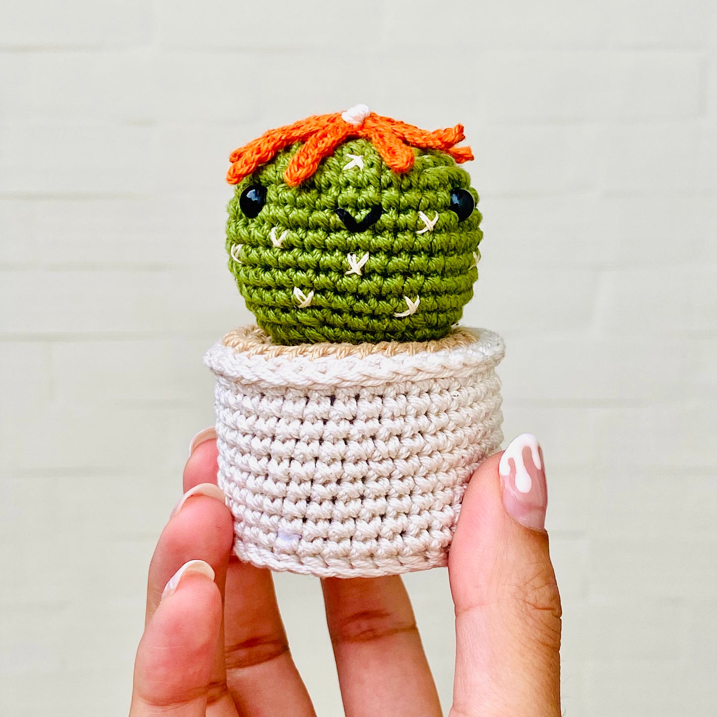 Daisy Cactus