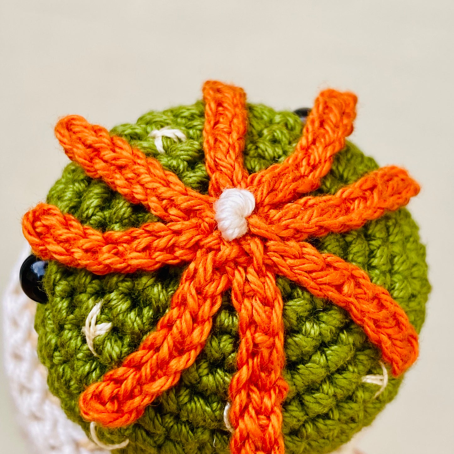 Daisy Cactus