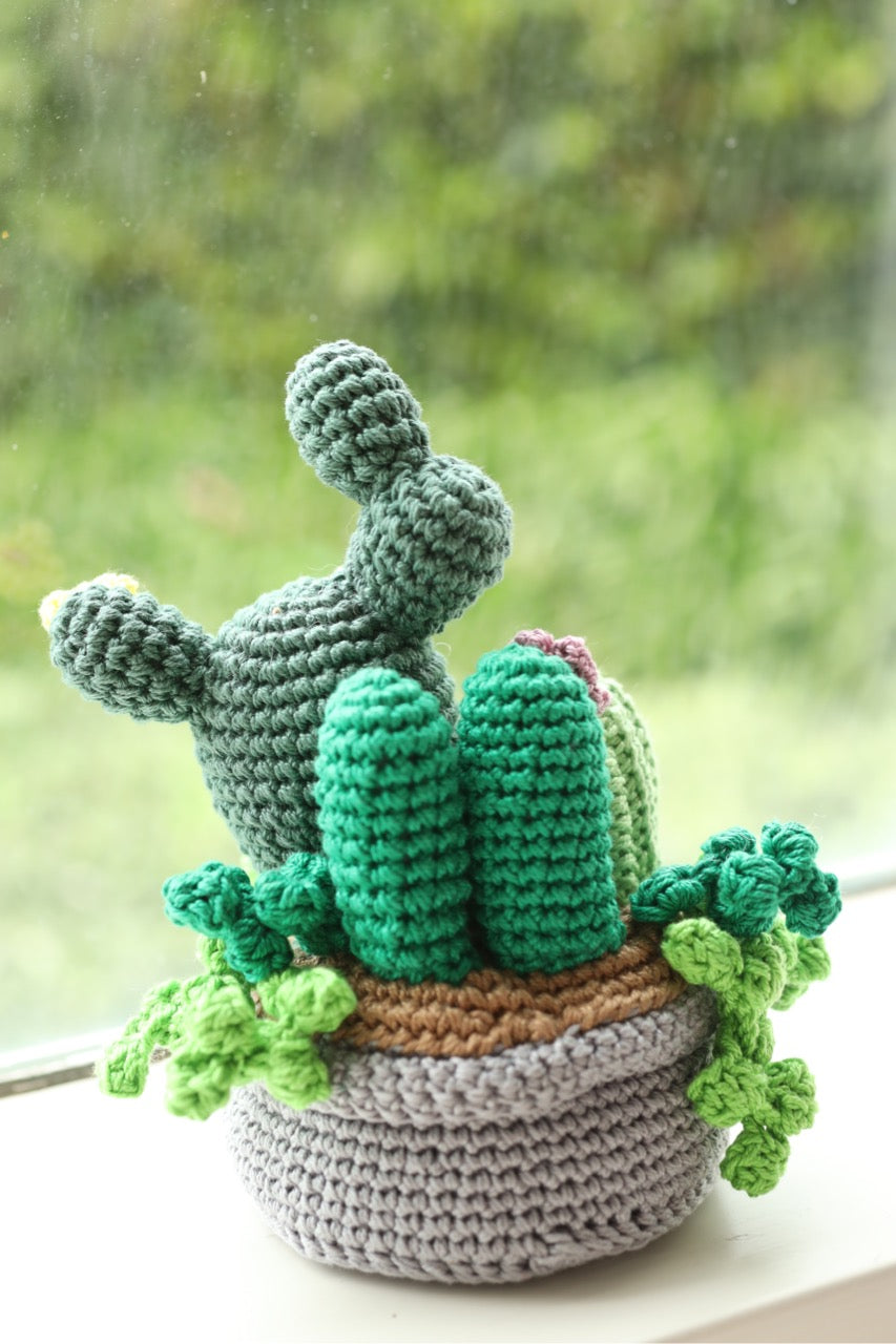 Succulent Pot with flowers