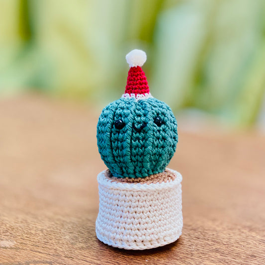 Mini Christmas Cactus